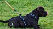 valpe-unghund-43-879-287